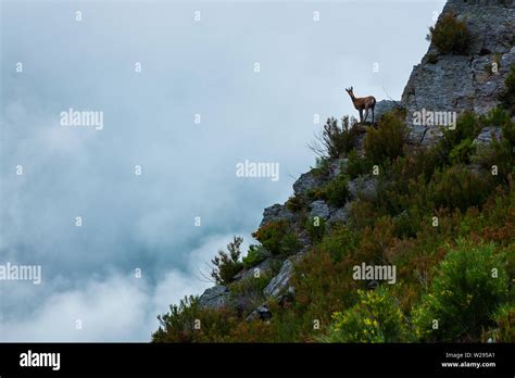 Asturias fauna hi-res stock photography and images - Alamy