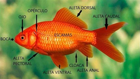 PARTES DE UN PEZ Guía Para Conocer la Anatomía de Peces