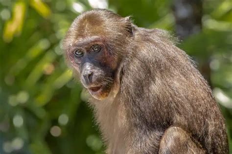 Macaco Que Come Donde Vive Características Y Curiosidades Vida Con