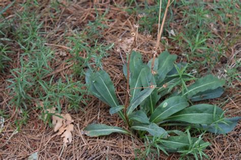 Wooton S Ragwort From Pima County Az Usa On August At