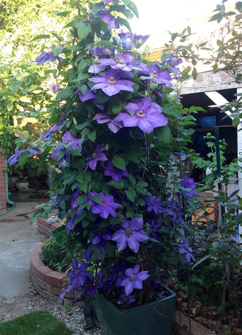 20 Flower Clematis Garden Ideas To Consider | SharonSable