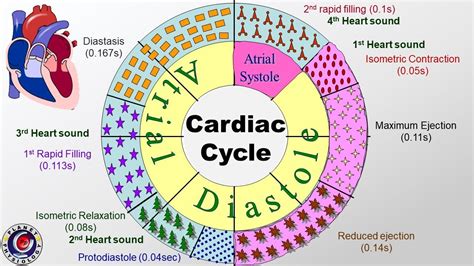 Cardiac Cycle Phases Pressure And Volume Changes YouTube