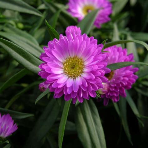 Aster Dumosus Jenny Tuinplantencentrum De Pauw