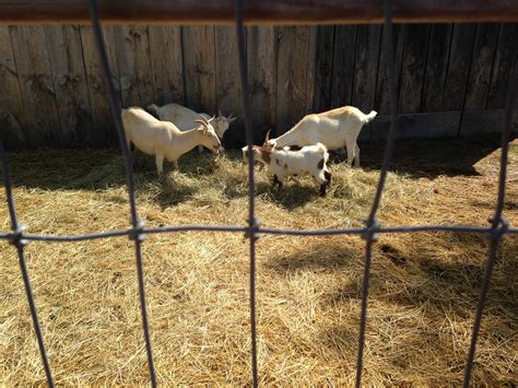 Goats On The Roof Goats Animals Places