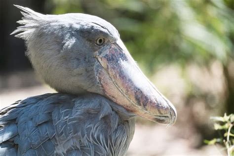 50 Facts About The Shoebill Stork A Large And Strange Bird Owlcation