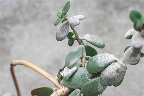 11 Razones Y Soluciones Para Las Hojas Cojeras En Las Plantas De Jade