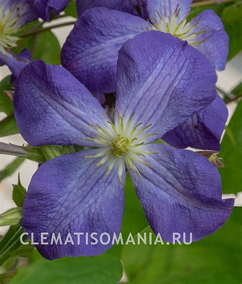 Клематис ДЖЕННИ