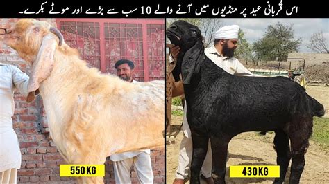 10 Most Biggest Bakra In Pakistan 2022 Top X Tv Youtube