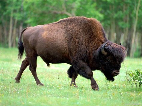 Bison | Animal Wildlife