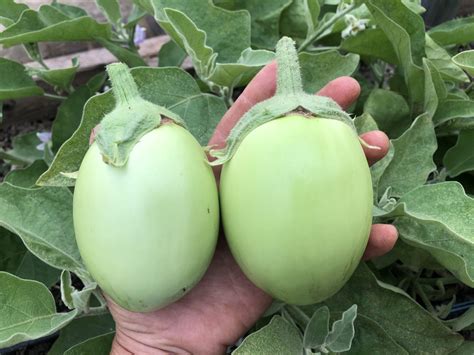 Eggplant - Apple Green - Deep Harvest Farm