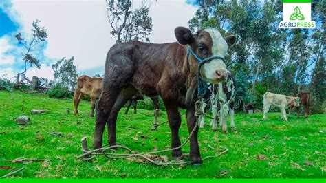 Piura continúa la ejecución de proyectos agropecuarios con millonaria