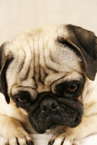 pugging  foto stok  gambar  anjing anjing pangkuan
