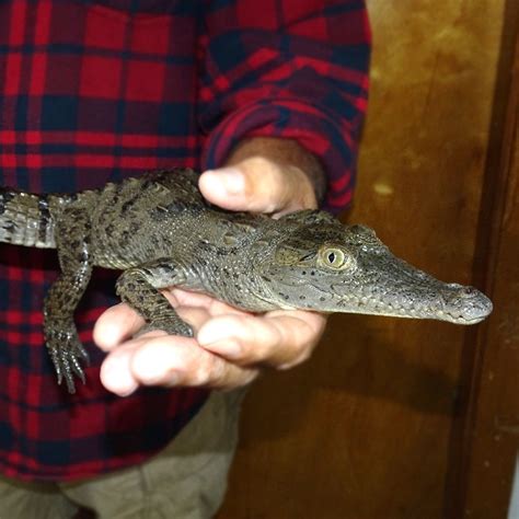 Baby American Crocodiles