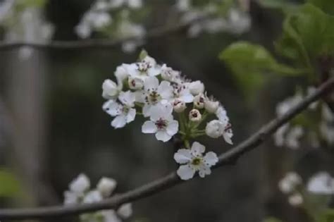 Pyrus Calleryana Chanticleer Provender Nurseries Wholesale