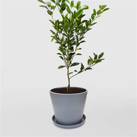 Calamansi Tree For Sale Natures Colours Plants And Ts