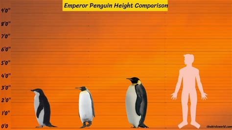 Emperor Penguin Height: How Does It Compare With Others?