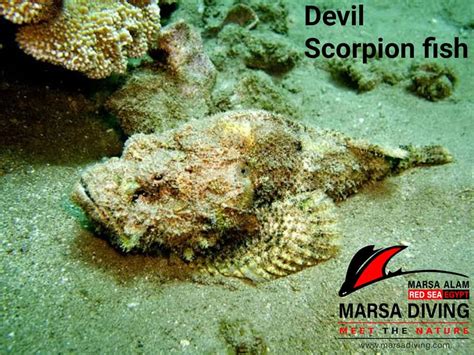 scorpion fish  devil scorpionfish