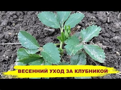 ПОДКОРМКА КЛУБНИКИ ВЕСНОЙ ДЛЯ БОЛЬШОГО УРОЖАЯ! Как вырастить клубнику ...