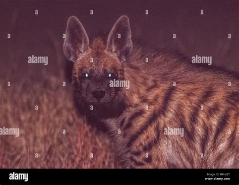 Indian Striped Hyena At Night Hi Res Stock Photography And Images Alamy