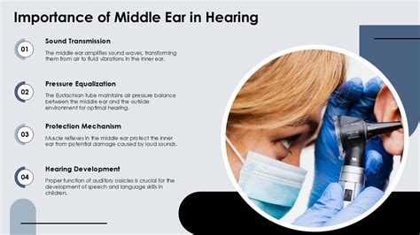 Auditory Ossicles Labeled Ppt Information Acp Ppt Presentation
