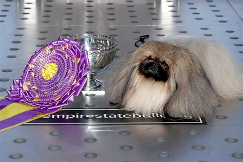 Unleashing Excellence Best In Show At The Westminster Dog Show Dog