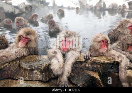 Jan Nagano Japan Monkeys Take A Bath In A Hot Spring In Snow At Jigokudani Yaen