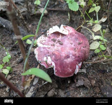 Basidiomycete Fungi Basidiomycota Stock Photo Alamy