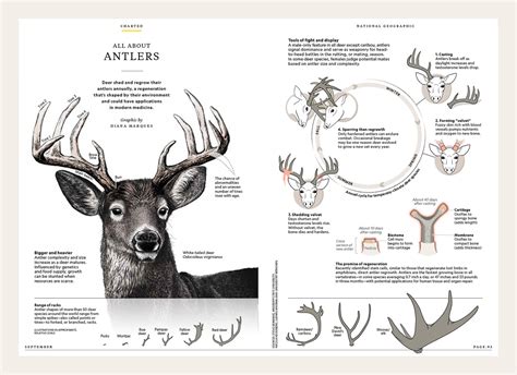 antlers information  beautiful awards
