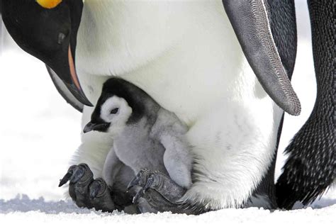 98% of emperor penguin colonies could be extinct by 2100 as ice melts