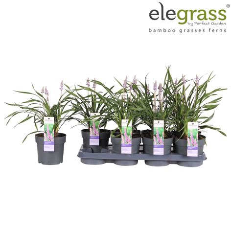 Liriope Muscari Ingwersen — Plant Wholesale Floraccess