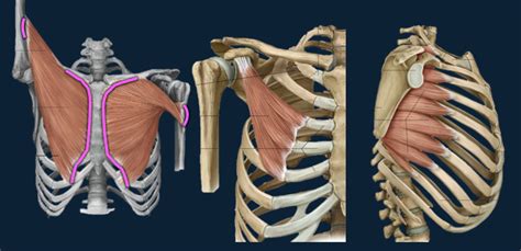 Muscles Of Pectoral Region Diagram Quizlet