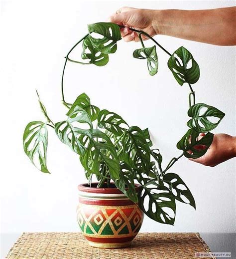 Самые красивые монстеры в мире