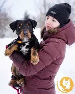 Породистые собаки даром в Москве - взять щенка любой породы в добрые ...
