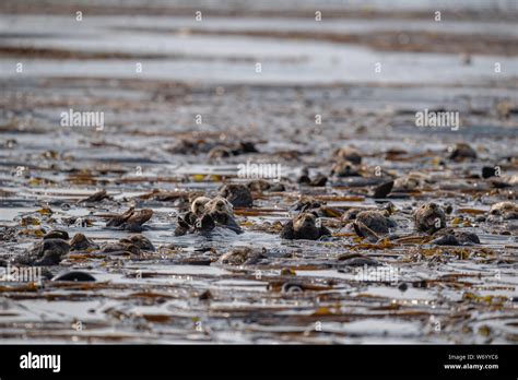 Raft Of Sea Otters Hi Res Stock Photography And Images Alamy