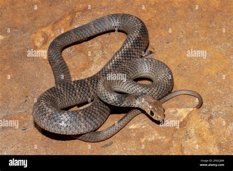 Highly Venomous Juvenile Australian Eastern Brown Snake Stock Photo Alamy