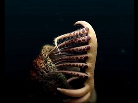 Watch Bizarre Dance Of Million Year Old Naked Worm YouTube