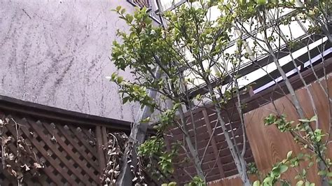 Free Japanese Hairy Pussy Porn Videos XHamster