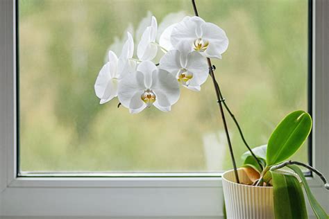 Phalaenopsis amabilis (Moth Orchid)