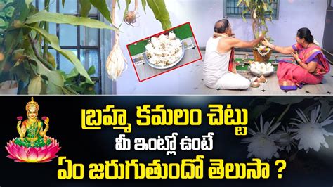 బరహమ కమల చటట మ ఇటల ఉట Importance Of Brahma Kamal Plant