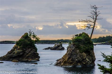 Wholesale Fresh Pussy Willow Branches Whips Oregon Coastal Flowers LLC