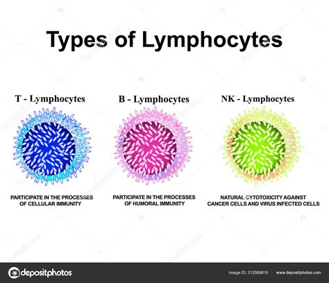 Types Of Lymphocytes T Lymphocytes B Lymphocytes Nk Lymphocytes