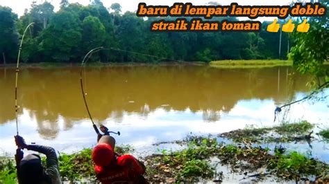 Mancing Ikan Toman Tercepat Di Rawa Kalimantan Youtube