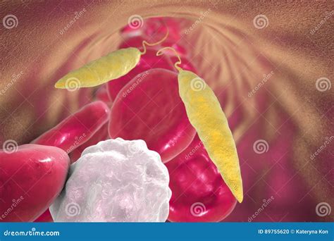 Parasite De Leishmania Dans Le Sang Illustration Stock Illustration