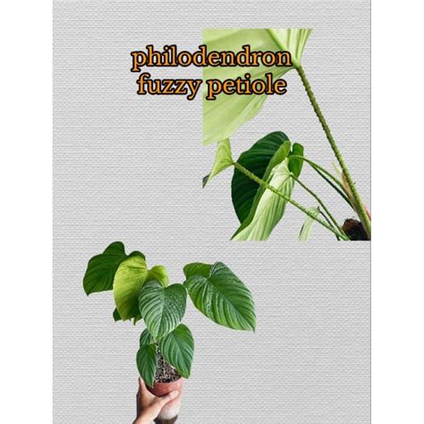 Philodendron Fuzzy Petiole Nangaritense Shopee Philippines