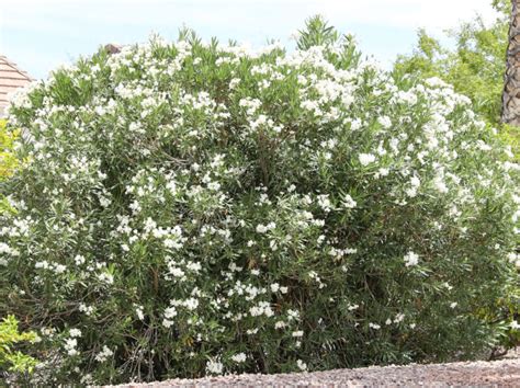 Oleander Elgin Nursery And Tree Farm Phoenix Az