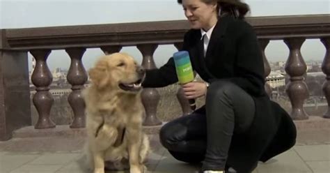 Perro robó el micrófono de una periodista en vivo