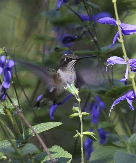 The 2021 hummingbird migration banding season has begun… – Southeastern ...