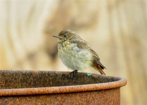 Vroege Vogels Foto Vogels Zwarte Roodstaart Juveniel