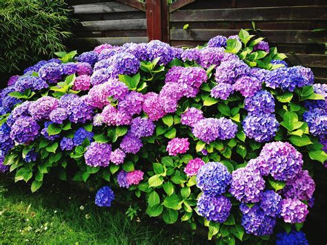 Everything You Need To Know About Growing Hydrangeas - Green Packs