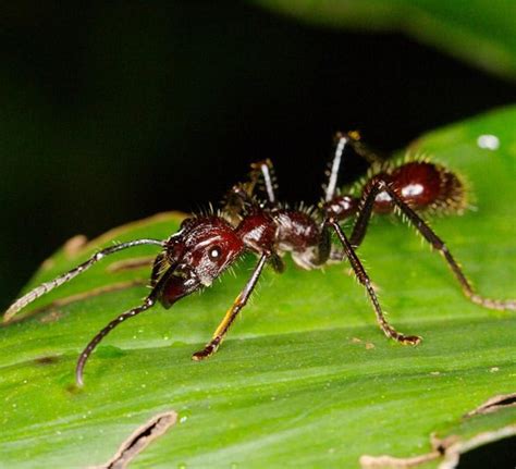 Formiga Mais Perigosa Do Mundo - 5 fatos sobre a formiga-cabo-verde, a mais perigosa do mundo - Mega Curioso